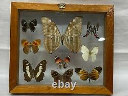 2 Display Real butterfly Double Glass Shadow Box Wood Frame Case Taxidermy EUC