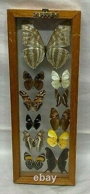 2 Display Real butterfly Double Glass Shadow Box Wood Frame Case Taxidermy EUC