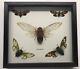 5 Cicadas Display Deep Shadow Box Frame Case Beetle Insect Bug Taxidermy
