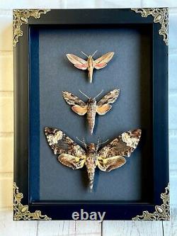 Hawk Moth Collection Baroque Deep Shadow Box Frame Display Case Insect Butterfly