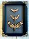 Hawk Moth Collection Baroque Deep Shadow Box Frame Display Case Insect Butterfly