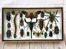 Insect Display Box Tarantula Spider Scorpion Beetle Bug Taxidermy Wood Case M
