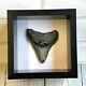 Megalodon Shark Dinosaur Tooth Fossil in Shadow Box Display Frame Case